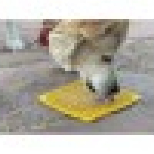SodaPup - Emat Honey Yellow Small - Mata spowalniająca jedzenie psa